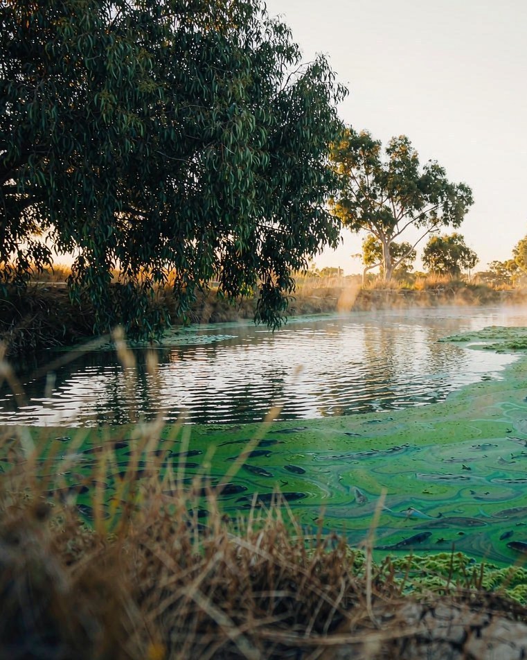 Algae bloom on a drying pond during an El Niño summer