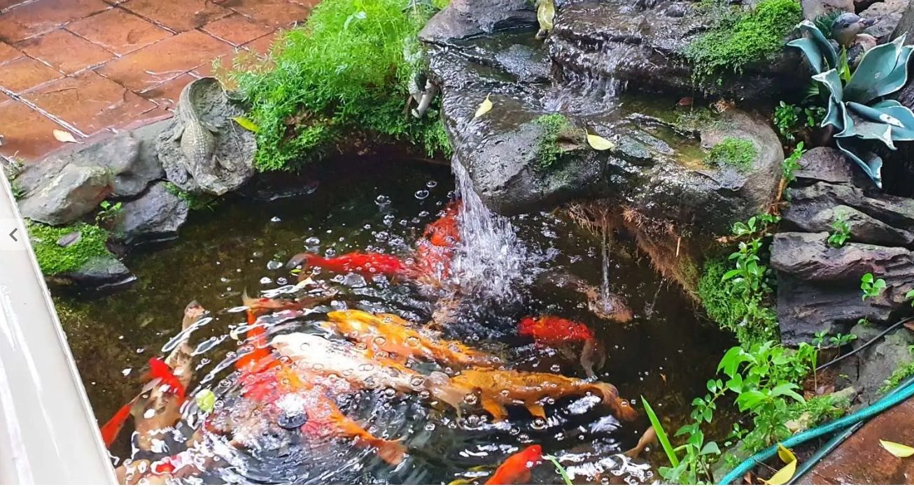 Koi feeding at a waterfall